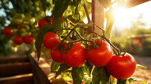 Sunlight Filters Through A Greenhouse, Illuminating A Vine Of Ripe, Red Tomatoes With Water Droplets, Showcasing Sustainable Agriculture.