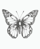Fototapeta Motyle - butterfly illustration