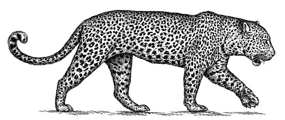 vintage engraving isolated leopard set panther illustration ink sketch. africa wild cat cheetah back