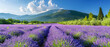 purple, nature, summer, flower, field, landscape, violet, beauty, france, lavender, blossom.
