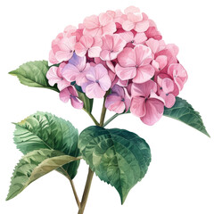 Wall Mural - cute watercolor pink hydrangea flower isolated