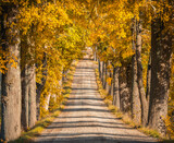 Fototapeta Most - Tree avenue during autumn nice colors