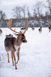 deer in the nature of lapland with its herd in the snow 