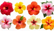 Collection Head Multicolored Hibiscus Flowers Isolated On White Background Tropical Plant Flat Lay Top View Creative Card Orange Red Pink Yellow