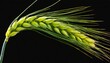 an isolated branch of fresh green barley