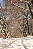 Fototapeta Las - Zima w lesie