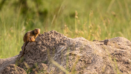 Wall Mural - common dwarf mongoose (helogale parvula) on a termite hill, olare motorogi conservancy, kenya.