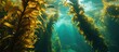 Giant kelp off Monterey forms important habitat for diverse marine life.