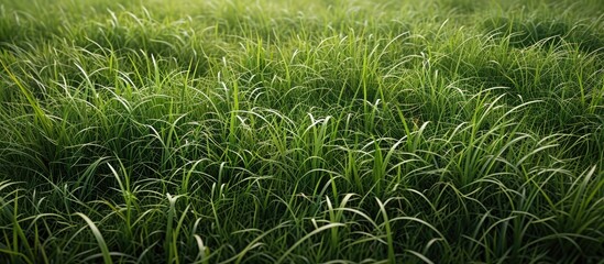 Canvas Print - Abundance of outdoor grass