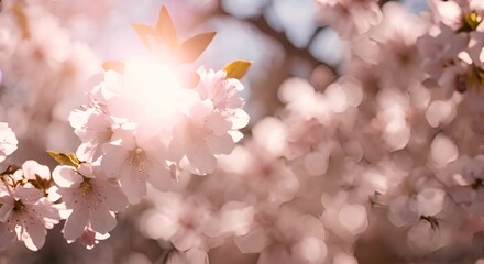 Wall Mural - fiori di ciliegio, sakura con raggi di sole tra i rami, arrivo della primavera, sfondo di fori che trasmette calma e gioia, 