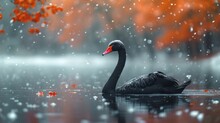  A Black Swan Floating On Top Of A Body Of Water Next To A Forest Filled With Red And Orange Leaves On A Rainy Day With Snow Falling On The Ground.