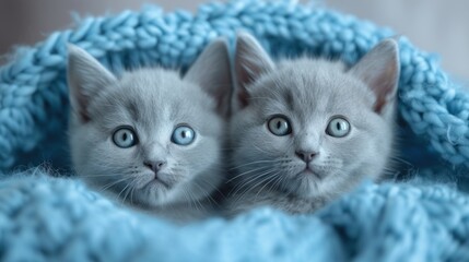  two kittens with blue eyes are sitting in a blue blanket and looking at the camera with a surprised look on their faces, while they are looking at the camera.