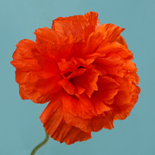 Bright Orange Decorative Poppy Flower Isolated On Blue Background.