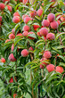 Dojrzałe, soczyste i zdrowe  owoce brzoskwini na drzewie