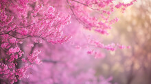 Redbud Trees With Vibrant Pink Blossoms. Place For Text