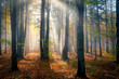 słoneczny jesienny krajobraz leśny ze starymi drzewami 