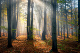 Fototapeta  - słoneczny jesienny krajobraz leśny ze starymi drzewami 