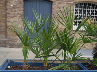 Wall Mural - potted palm tree scient. class. areaceae