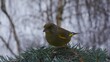 Greenfinch on a blue spruce branch..