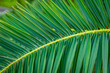 Date palm tree leaf decorative tropical climate plant branch evergreen
