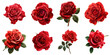 Collection of Red Roses, Isolated on White, Perfect for Romantic and Floral Themes