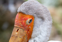 Close Up Of Yellow Billed Stork 