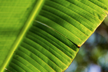 Green banana leaves illuminated by the sun in their natural environment, in the middle of the forest. Leaves with natural textures. Details of the plant with plenty of space and natural light.