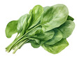 Watercolor Illustration of fresh green spinach bunch
