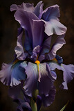 Fototapeta Konie - beautiful art with deep lavender purple iris flower against dark abstract  background. close up. paint watercolor style. Ai generated
