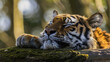 © Anna - a close up of a tiger laying on top of a moss covered ground with trees in the back ground and one of its paws resting on top of a log.