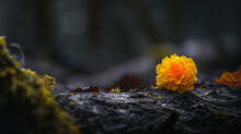  A Close Up Of A Yellow Flower On A Tree Stump In The Woods With Moss Growing On The Ground And A Mossy Tree Trunk In The Foreground With A Blurry Background.