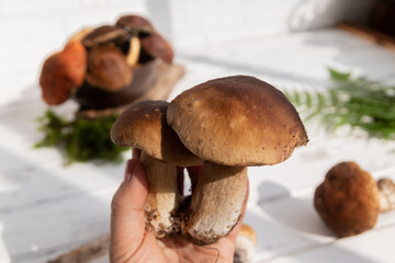 two fresh fused boletus in hand on a white background