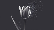  A Black And White Photo Of Two Tulips Sprinkled With Water On A Black Background With A Splash Of Water On The Top Of The Tulip.