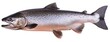 Standing Fish atlantic salmon on White Background