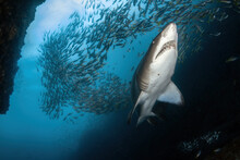 Grey Nurse (Sand Tiger Or Ragged Tooth) Shark Surrounded By Fish At The Entrance To The Underwater Cave 