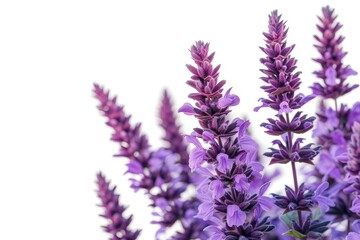 Wall Mural - Purple salvia plant on white background