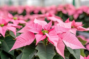 Canvas Print - Pink poinsettia plants blooming in the greenhouse for Christmas