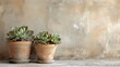Two unpretentious clay pots, showcasing a few seasonal succulents, are placed against a plain, textured wall, effortlessly blending indoor warmth with the essence of autumn