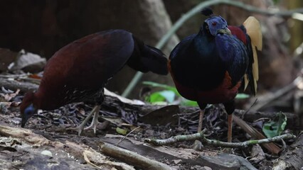 Wall Mural - A magnificent Bornean Crested Fireback, scientifically known as Lophura ignita, stands proud in the dappled sunlight of the Bornean rainforest