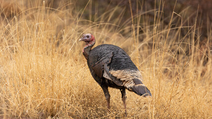 Wall Mural - A wild turkey hen looks over it's shoulder as it makes it's way through rain wet golden colored grass on a cloudy wet February day in Zion National Park, Utah, USA.