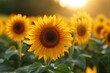 Field of sunflowers, blooming sunflower on a bright sunny summer day, botany, ecology, farming