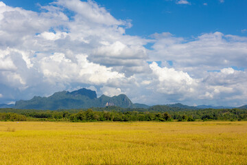 Wall Mural - Agriculture concept, Landscape view of golden yellow rice plantation with big mountains, The ears of paddy in the rice field with blue sky and white could, Countryside farm in the northern of Thailand