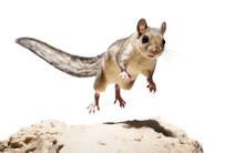 Stone-Standing Flying Squirrel Isolated On Transparent Background