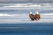 two eagles on icy river water, Mississippi River in Minnesota
