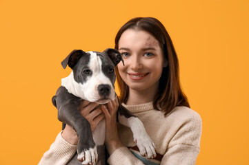 Wall Mural - Beautiful young woman with cute staffordshire terrier puppy on yellow background