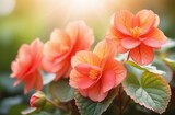 Fototapeta  - Realistic watercolor illustration of begonia flowers. Colorful, tender plant with big petals and buds in pink and orange, isolated on white
