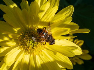 Wall Mural - Detail of a bee on a large yellow flower.