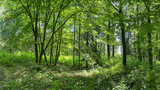 Fototapeta Las - panoramic view of deep forest in spring. trees and plants covered with green lush foliage.