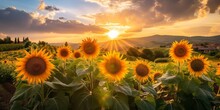 Vibrant Landscape Of Towering Sunflowerssunflowers, Sunset, Field, Agriculture, Landscape, Nature, Summer, Yellow, Flora, Sun, Evening, Golden, Sky, Rural, Beauty, Scenic, Plant, Horizon, Bloom, Green