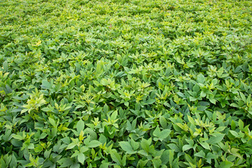 Wall Mural - Green Leaves Pattern Texture Background of the Sweet Potato Plant in the Field Countryside of Bangladesh